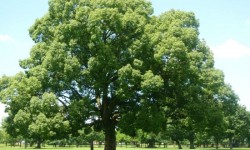 家系図は英語でFamily Tree。海外の家系図事情を探ってみた。