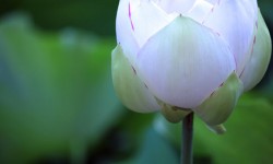 寺請制度とは？その目的と制度の由来を解説