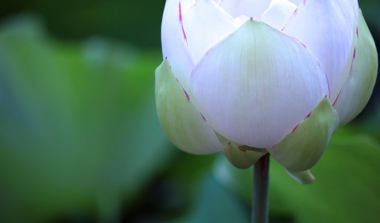 寺請制度とは？その目的と制度の由来を解説